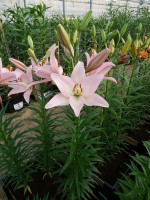 [4101 Party Diamond DJ No01.JPG]